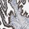 Lysine Demethylase 3B antibody, PA5-53459, Invitrogen Antibodies, Immunohistochemistry frozen image 