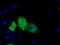 Transforming Acidic Coiled-Coil Containing Protein 3 antibody, TA501253, Origene, Immunofluorescence image 