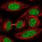 Kinesin Family Member 4A antibody, NBP2-56589, Novus Biologicals, Immunofluorescence image 