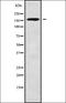 Angiopoietin 4 antibody, orb338005, Biorbyt, Western Blot image 