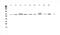 Cell Division Cycle 45 antibody, PA5-79021, Invitrogen Antibodies, Western Blot image 