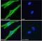 Solute Carrier Family 12 Member 2 antibody, NBP1-52148, Novus Biologicals, Immunofluorescence image 