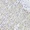 FA Complementation Group L antibody, orb373481, Biorbyt, Immunohistochemistry paraffin image 