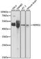 N-Myc Downstream Regulated 1 antibody, MBS127039, MyBioSource, Western Blot image 