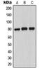 Myristoylated Alanine Rich Protein Kinase C Substrate antibody, LS-C352488, Lifespan Biosciences, Western Blot image 