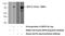 Membrane Palmitoylated Protein 3 antibody, 14650-1-AP, Proteintech Group, Western Blot image 