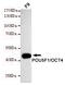 POU Class 5 Homeobox 1 antibody, MBS475134, MyBioSource, Western Blot image 