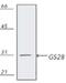 Golgi SNAP Receptor Complex Member 1 antibody, MA1-91008, Invitrogen Antibodies, Western Blot image 