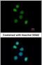 FES Proto-Oncogene, Tyrosine Kinase antibody, PA5-28675, Invitrogen Antibodies, Immunofluorescence image 