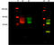 Cannabinoid receptor 2 antibody, ADI-905-820-100, Enzo Life Sciences, Western Blot image 