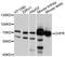 Checkpoint with forkhead and RING finger domains protein antibody, abx125667, Abbexa, Western Blot image 