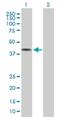 Zinc Finger CCHC-Type Containing 2 antibody, H00054877-B01P, Novus Biologicals, Western Blot image 
