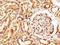 Myelin Associated Glycoprotein antibody, CSB-PA013322LA01HU, Cusabio, Immunohistochemistry frozen image 