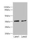 Ephrin-B3 antibody, LS-C675691, Lifespan Biosciences, Western Blot image 