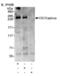 Capicua Transcriptional Repressor antibody, PA1-46018, Invitrogen Antibodies, Western Blot image 
