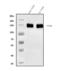 Prominin-1 antibody, A01767-4, Boster Biological Technology, Western Blot image 