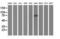 Phosphodiesterase 4B antibody, LS-C173292, Lifespan Biosciences, Western Blot image 