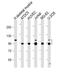 Cartilage Oligomeric Matrix Protein antibody, PA5-72491, Invitrogen Antibodies, Western Blot image 