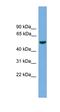 Transmembrane Serine Protease 4 antibody, orb330585, Biorbyt, Western Blot image 