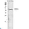 Killer Cell Immunoglobulin Like Receptor, Three Ig Domains And Long Cytoplasmic Tail 1 antibody, LS-C813363, Lifespan Biosciences, Western Blot image 