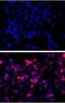 His tag antibody, GTX18184, GeneTex, Immunofluorescence image 