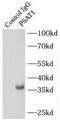 PSA antibody, FNab06847, FineTest, Immunoprecipitation image 