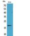 Histone H3 antibody, STJ96786, St John