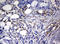 Ras guanyl-releasing protein 3 antibody, LS-C789240, Lifespan Biosciences, Immunohistochemistry frozen image 