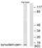 Synuclein antibody, LS-B7048, Lifespan Biosciences, Western Blot image 