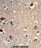 Actin Related Protein 5 antibody, abx034297, Abbexa, Immunohistochemistry paraffin image 