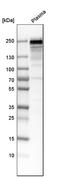 Fibronectin 1 antibody, HPA027066, Atlas Antibodies, Western Blot image 