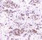 TNF Receptor Superfamily Member 11b antibody, A00863, Boster Biological Technology, Immunohistochemistry frozen image 