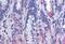 Cholecystokinin B Receptor antibody, GTX78115, GeneTex, Immunohistochemistry paraffin image 