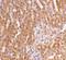 Toll Like Receptor Adaptor Molecule 2 antibody, LS-C363, Lifespan Biosciences, Immunohistochemistry frozen image 