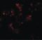 Tweety Family Member 2 antibody, LS-B8832, Lifespan Biosciences, Immunofluorescence image 