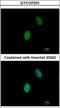 Four And A Half LIM Domains 5 antibody, GTX107031, GeneTex, Immunocytochemistry image 