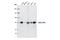 Rho Guanine Nucleotide Exchange Factor 7 antibody, 4515S, Cell Signaling Technology, Western Blot image 