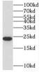 Mitochondrial Ribosomal Protein L13 antibody, FNab05316, FineTest, Western Blot image 