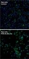CD69 Molecule antibody, MA1-207, Invitrogen Antibodies, Immunofluorescence image 