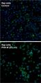 CD69 Molecule antibody, MA1-207, Invitrogen Antibodies, Immunofluorescence image 
