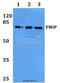 THO Complex 5 antibody, A04619-2, Boster Biological Technology, Western Blot image 