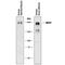 Myosin Heavy Chain 7 antibody, MAB9096, R&D Systems, Western Blot image 