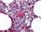 Cytochrome C, Somatic antibody, orb88002, Biorbyt, Immunohistochemistry paraffin image 