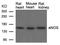 Nitric Oxide Synthase 3 antibody, GTX50505, GeneTex, Western Blot image 