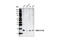 NME/NM23 Nucleoside Diphosphate Kinase 1 antibody, 3338S, Cell Signaling Technology, Western Blot image 