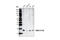 NM23 antibody, 3338S, Cell Signaling Technology, Western Blot image 