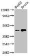 Serine/threonine-protein kinase 17B antibody, LS-C396773, Lifespan Biosciences, Western Blot image 