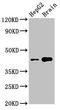 Serine/Threonine Kinase 17b antibody, LS-C396773, Lifespan Biosciences, Western Blot image 