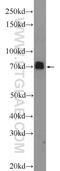 Synapsin I antibody, 20258-1-AP, Proteintech Group, Western Blot image 