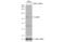 Ubiquitin Like With PHD And Ring Finger Domains 1 antibody, NBP2-20806, Novus Biologicals, Western Blot image 